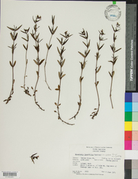 Houstonia longifolia var. glabra image