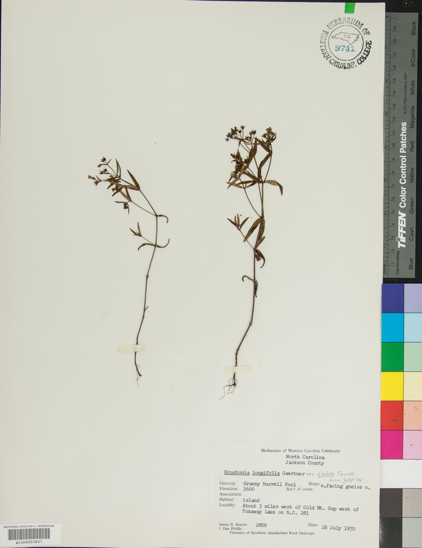 Houstonia longifolia var. glabra image