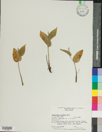 Maianthemum canadense image