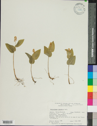 Maianthemum canadense image