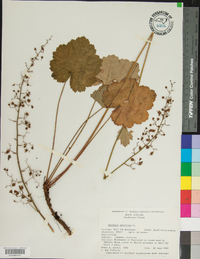 Heuchera americana image