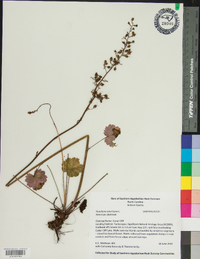 Heuchera americana image