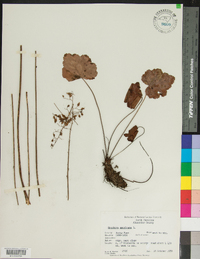 Heuchera americana image