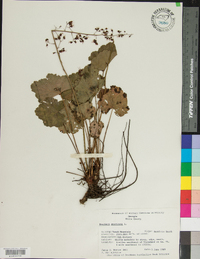 Heuchera americana image