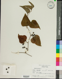 Smilax bona-nox image