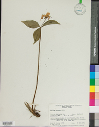 Trillium catesbaei image