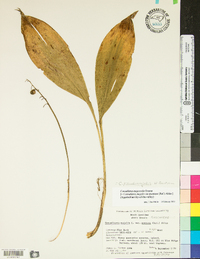 Convallaria pseudomajalis image