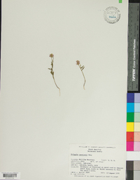 Polygala curtissii image