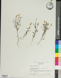 Polygala curtissii image