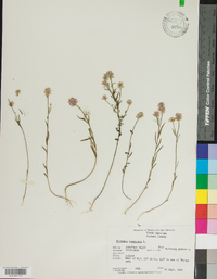 Polygala sanguinea image