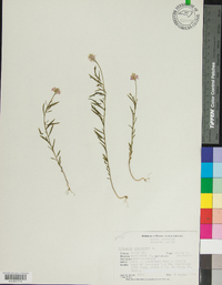 Polygala sanguinea image