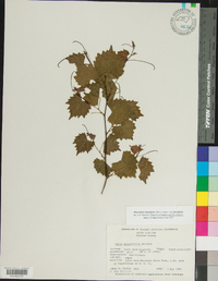 Vitis rotundifolia image