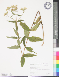 Eupatorium vaseyi image