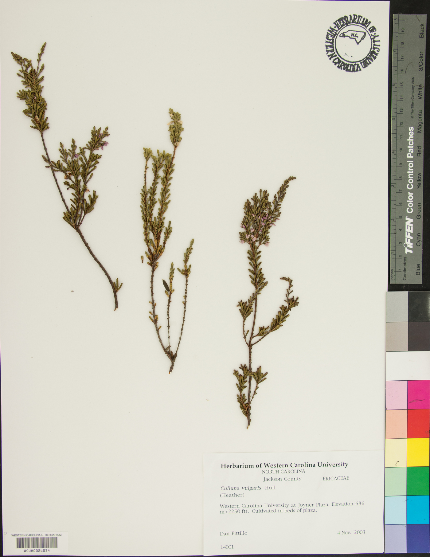 Calluna vulgaris image