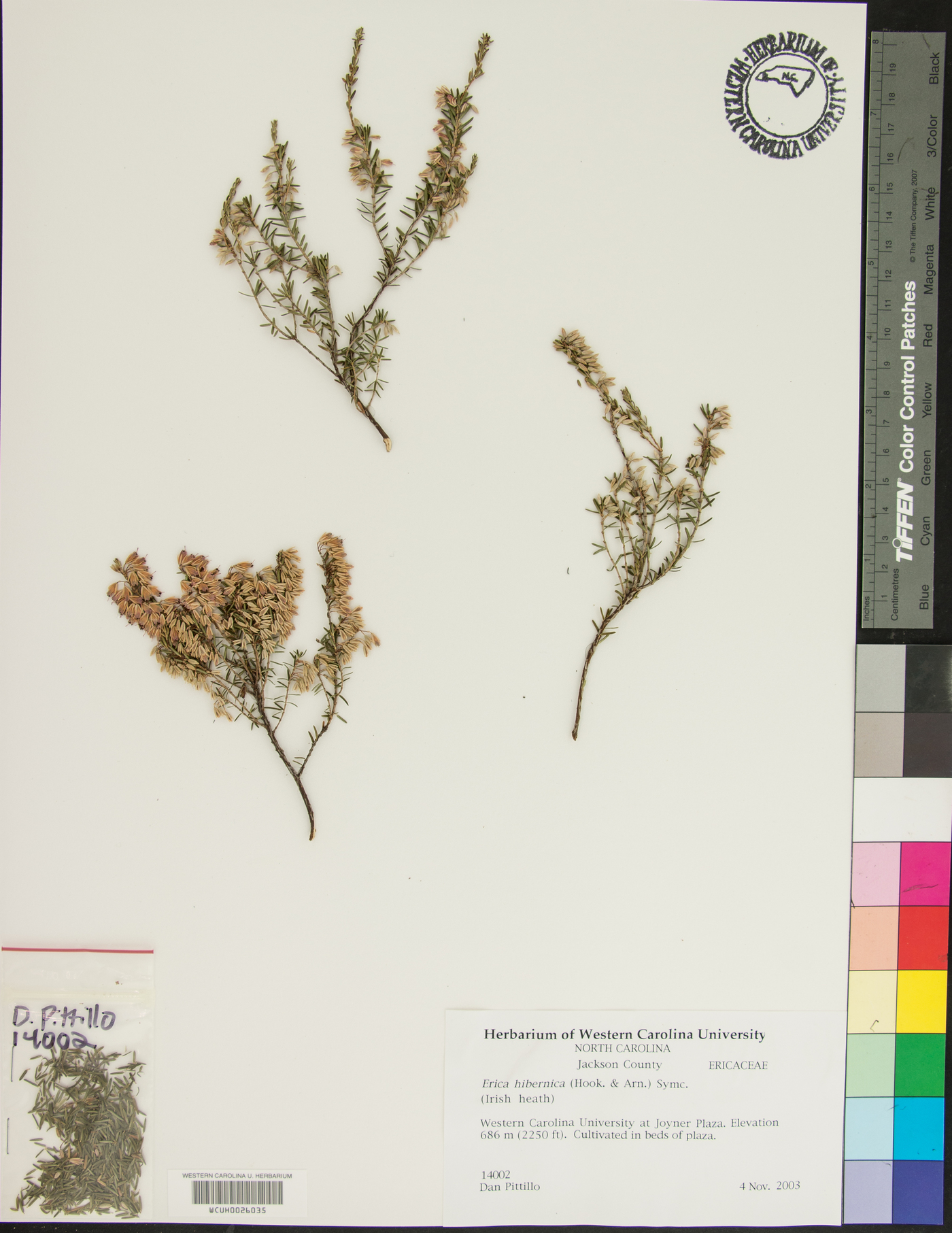 Erica erigena image