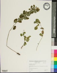 Lespedeza violacea image