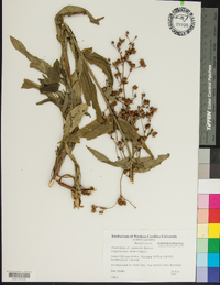 Penstemon canescens image