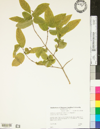 Lonicera canadensis image