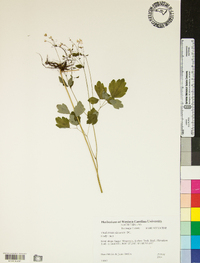 Thalictrum clavatum image