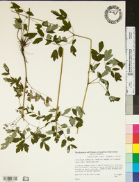 Thalictrum pubescens image