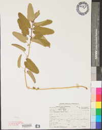 Sanguisorba canadensis image