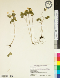 Thalictrum thalictroides image