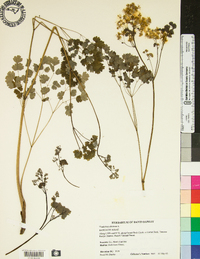 Thalictrum dioicum image