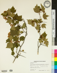 Crataegus iracunda image