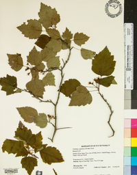 Crataegus pruinosa image