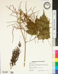 Astilbe biternata image