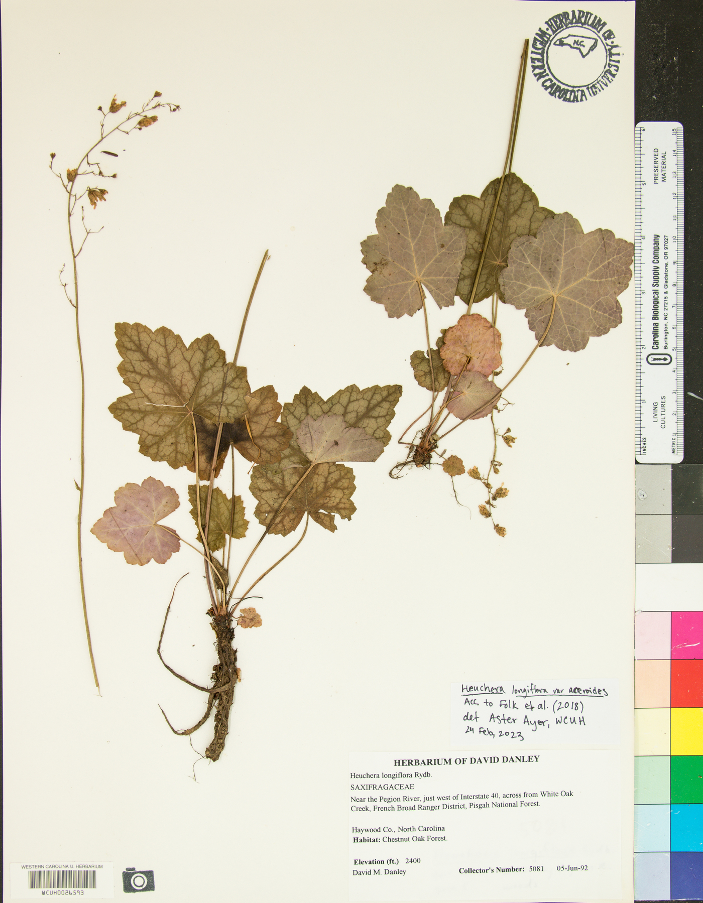 Heuchera longiflora image