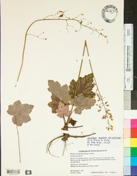 Heuchera longiflora var. aceroides image