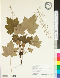 Heuchera villosa image