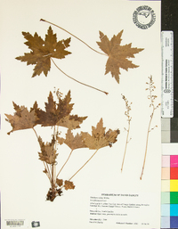 Heuchera villosa image