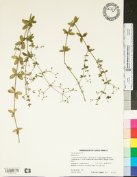 Galium pilosum image