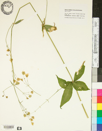 Silene stellata image