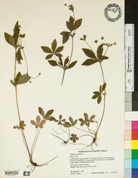 Potentilla canadensis image