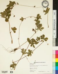 Potentilla canadensis image