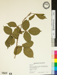 Rubus argutus image