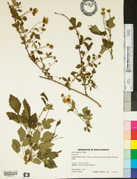 Rubus flagellaris image