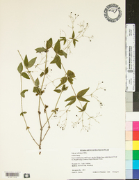 Galium latifolium image