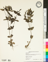 Houstonia purpurea image