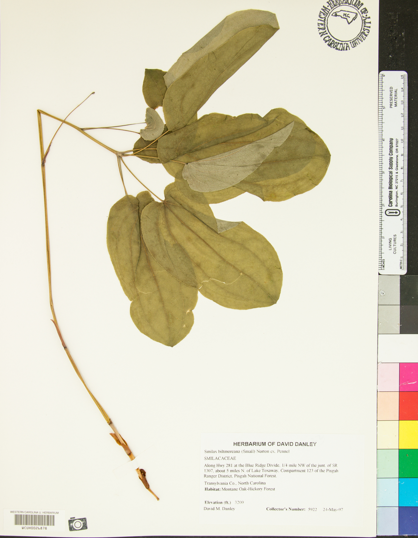 Smilax biltmoreana image