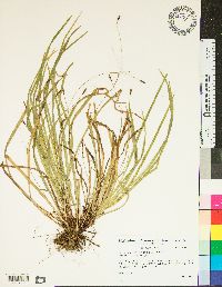 Carex austrocaroliniana image