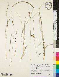 Carex complanata image