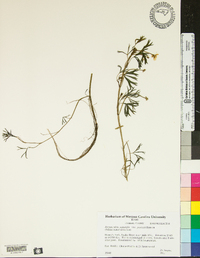 Ranunculus aquatilis image