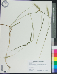 Elymus riparius image