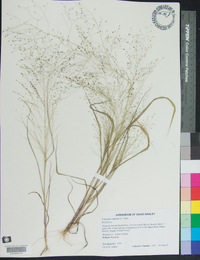 Eragrostis capillaris image