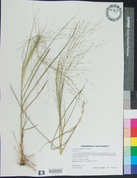 Eragrostis capillaris image