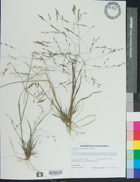 Eragrostis refracta image